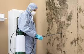 Best Basement Mold Removal in Five Forks, SC